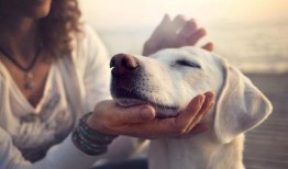 吃瓜网红事件狗子图片,狗子图片引发网友热议